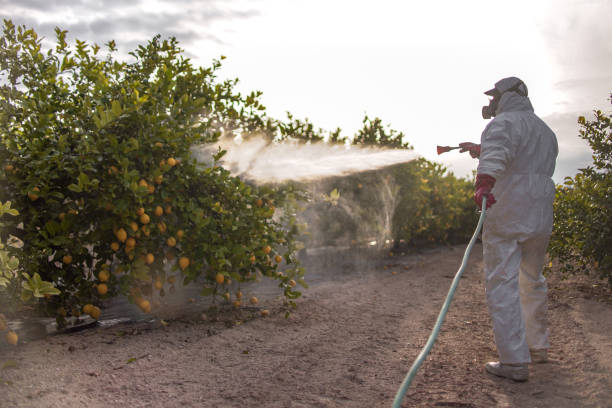 Best Cockroach Control Services  in Punaluu, HI