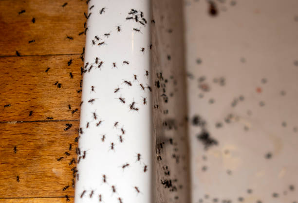Best Termite Control Services  in Punaluu, HI