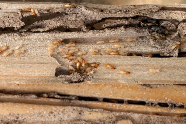 Best Bed Bug Extermination  in Punaluu, HI
