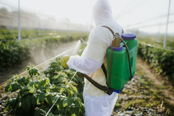 Best Mosquito Control Services  in Punaluu, HI